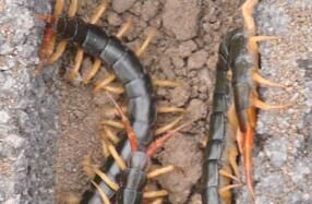 蜈蚣的選種標準是什么呢？要注意什么呢？