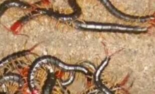 在養(yǎng)殖蜈蚣的過程中，要注意哪些事項呢？