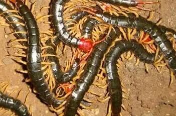 蜈蚣的生活習性是怎樣的呢？選種有什么標準嗎？