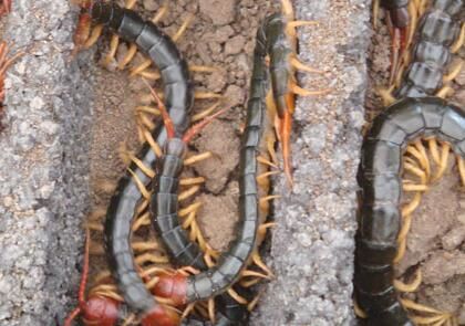 蜈蚣養(yǎng)殖的密度該怎么做呢？