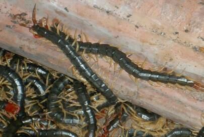 冬季天氣冷了，蜈蚣養(yǎng)殖管理有什么要點呢？