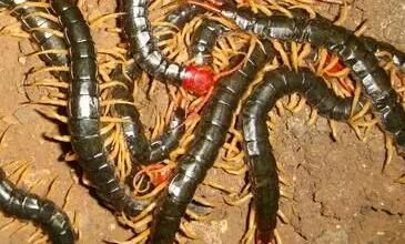 在蜈蚣養(yǎng)殖的日常管理里，有哪些要點要注意呢？