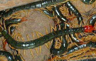 蜈蚣的恒溫養(yǎng)殖是什么？要注意什么？