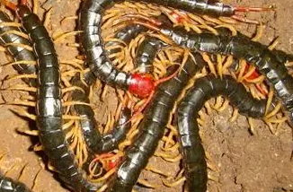 蜈蚣產卵、孵化時，要注意什么呢？