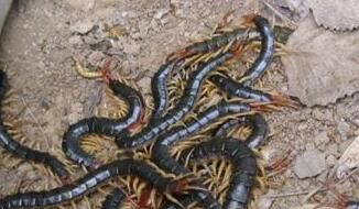 室外蜈蚣池的搭建，要注意什么呢？