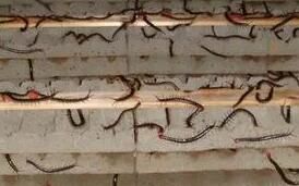 蜈蚣養(yǎng)殖管理，日常要注意什么？