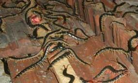 在養(yǎng)殖蜈蚣的時候，要注意哪些病害呢？