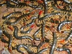 塑料大棚養(yǎng)殖蜈蚣，需要注意什么呢？