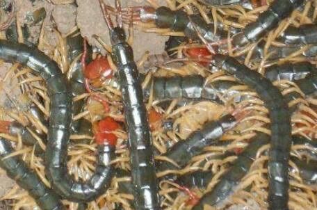 在養(yǎng)殖蜈蚣的過程中，要注意哪些點呢？