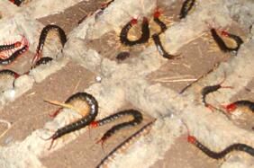 蜈蚣為什么會晝伏夜出呢？