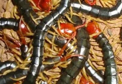 如何辨別蜈蚣的雌雄呢？