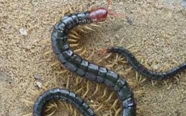 蜈蚣為什么會進行冬眠呢？