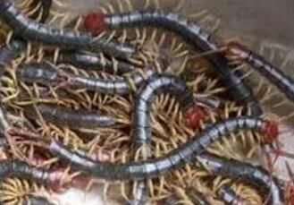 在蜈蚣養(yǎng)殖的過程中，要注意哪些呢？