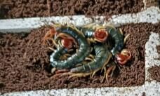 不同的溫度下，蜈蚣活動(dòng)有什么影響呢？