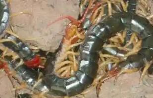 關(guān)于蜈蚣的習(xí)性，了解多少呢？